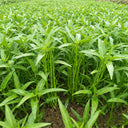 Willow Leaf Water Spinach Seeds, 10 Grams ≈ 250 Seeds