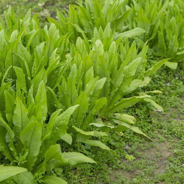 All-Season Youmai Cai Seeds, 10g