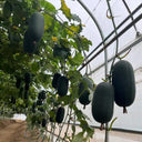 'Xiaoyou' Small Wax Gourd Seeds, 100 Seeds