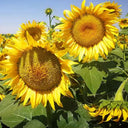 Super Giant Edible Sunflower Seeds, 10g