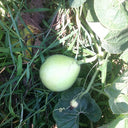 Edible Bottle Gourd, 15 Seeds