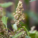 White Quinoa Planting Seeds, 30 Grams ≈ 10000 Seeds