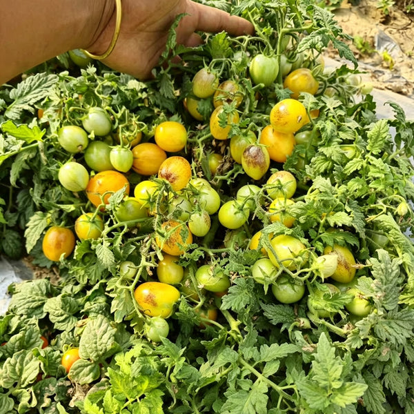 42 Golden Hour Tomato, 5 Seeds