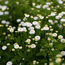 Feverfew 'Snowball', 200 Seeds