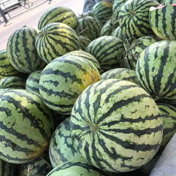 Xiumei Meidu Watermelon, 20 Seeds
