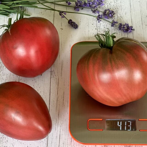 1103 Dark Brown Honey Tomato, 5 Seeds