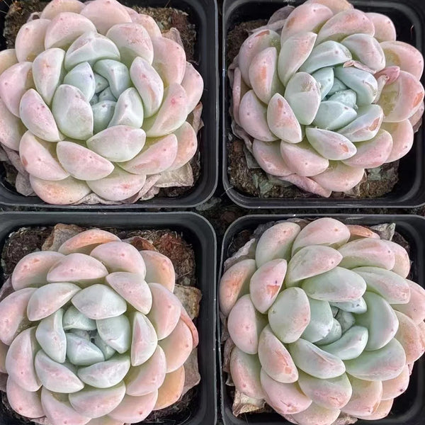 Echeveria Lauii, 3pcs x 1-head