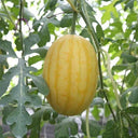 'Jinshuai 02 Golden Robe' Watermelon Seeds, 200 Seeds