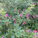 Bush Clover, 200 Seeds