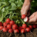 Akahimaru Radish Seeds, 10g