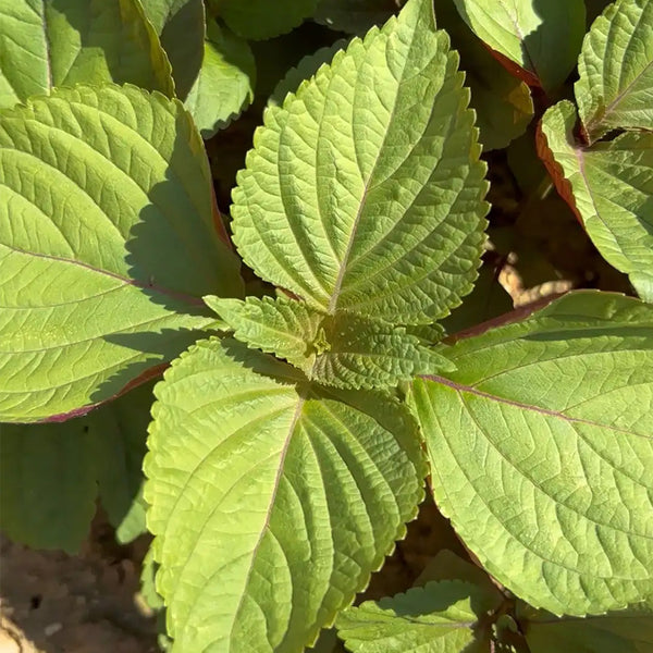 Bicolor Perilla Seeds, 2g