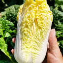 ‘Golden Pearl’ Baby Cabbage Seeds, 5g