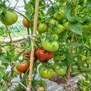 54 Jarson 18/4 Tomato, 5 Seeds