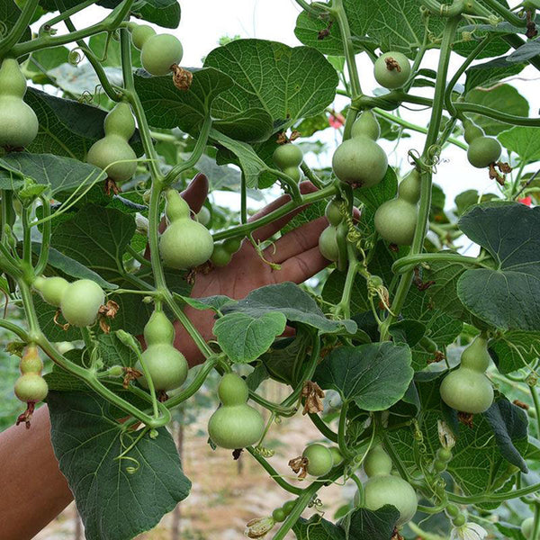 Extra Small Bottle Gourd, 30 Seeds