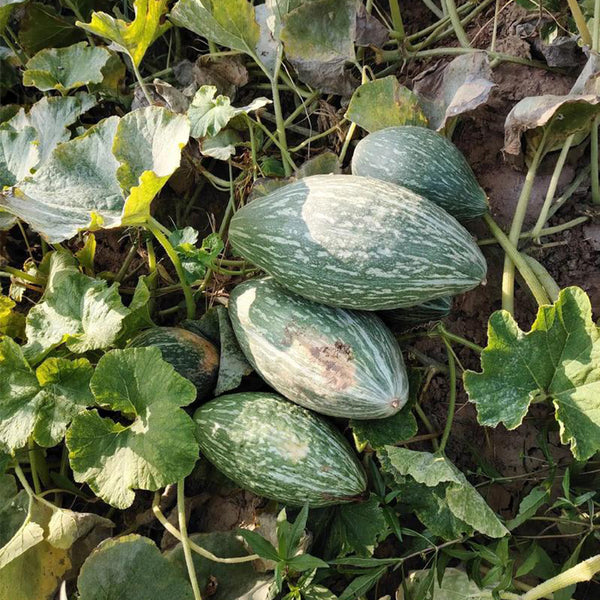 Jingyan Olive-shaped Pumpkin Seeds, 10 Seeds