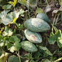 Jingyan Olive-shaped Pumpkin Seeds, 10 Seeds
