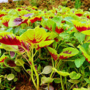 Red-Green Round-leaf Amaranth Seeds, 50g