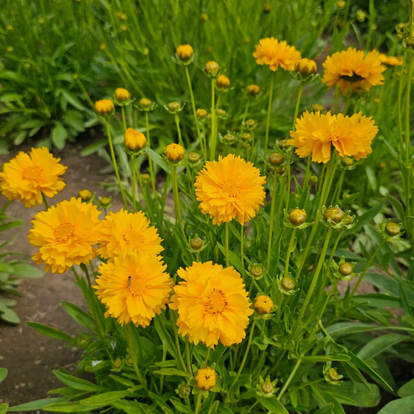 Coreopsis, 1g