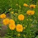 Coreopsis, 1g