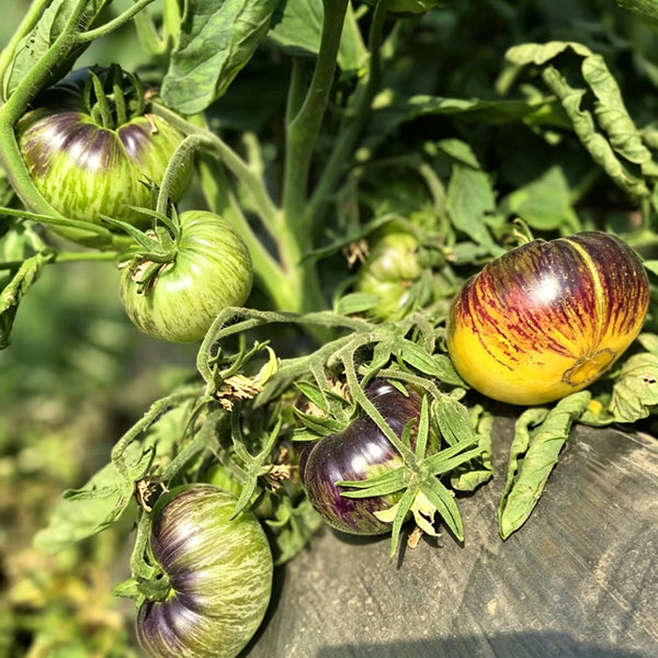 783 Dwarf Sun Queen Tomato, 5 Seeds
