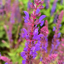 Hezhichun Woodland Sage Seeds, 1g