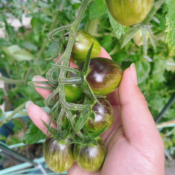 Brads Atomic Grape Heirloom Tomato, 20 Seeds