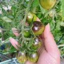 Brads Atomic Grape Heirloom Tomato, 20 Seeds