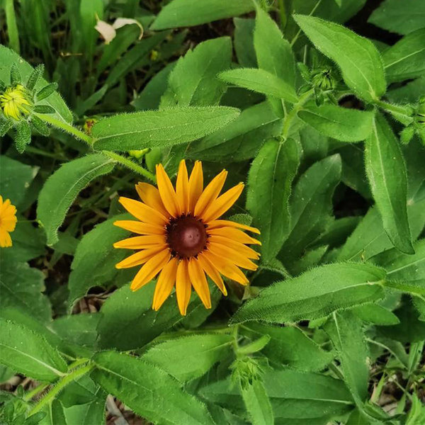 Hezhichun Dwarf Black-eyed Susan Seeds, 1g