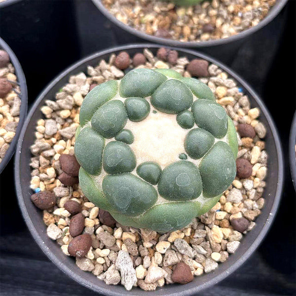 Coryphantha elephantidens cv. Inermis Live Cactus