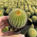 Parodia schumanniana, 4-5cm
