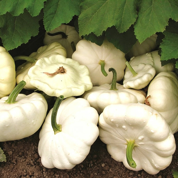 White Flying Saucer Squash, 10 Seeds