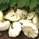 White Flying Saucer Squash, 10 Seeds