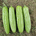 'Jiemei No.3' Bitter Gourd, 10 Seeds