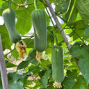 Yucui No.2 Large-Fleshed Luffa Seeds, 10g