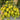 Sweet Mystic Realm Tomato, 5 Seeds
