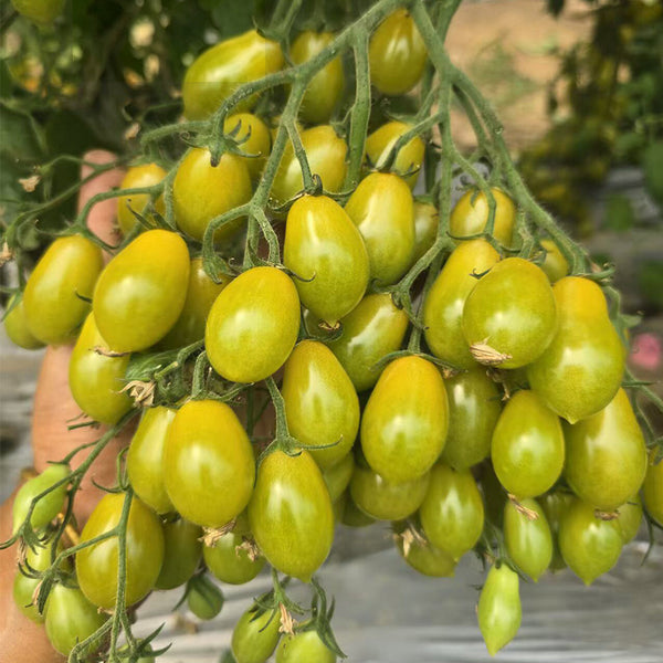 Sweet Mystic Realm Tomato, 5 Seeds