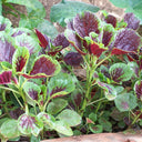 Red-Green Round-leaf Amaranth Seeds, 5g