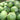 Green Phoenix F1 Giant Watermelon, 20 Seeds