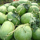 Green Phoenix F1 Giant Watermelon, 20 Seeds