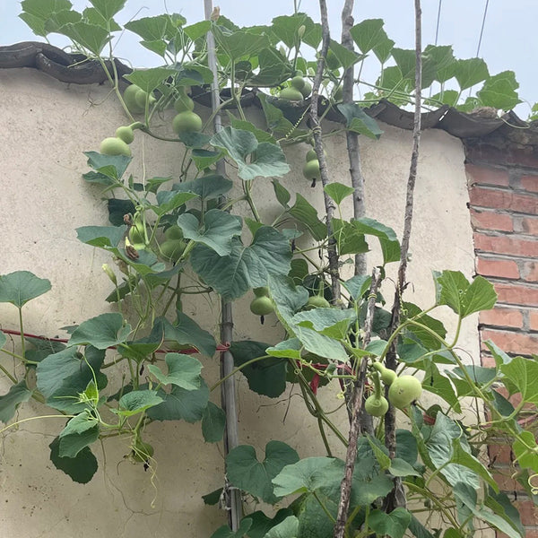 Small Waist Gourd, 20 Seeds