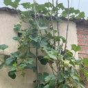 Small Waist Gourd, 20 Seeds