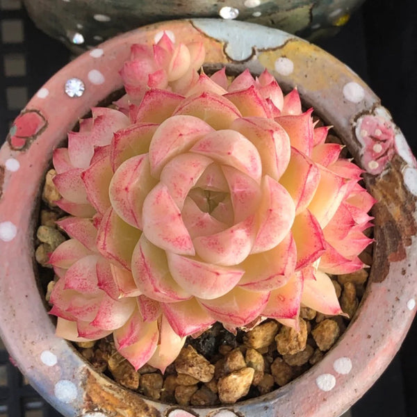 Echeveria cv. 'Red Queen', 3pcs x 1-head