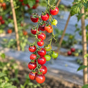 389 Black Strawberry Tomato, 5 Seeds
