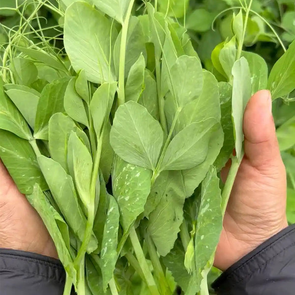 Jiemei Beardless Pea Shoots Seeds, 25g