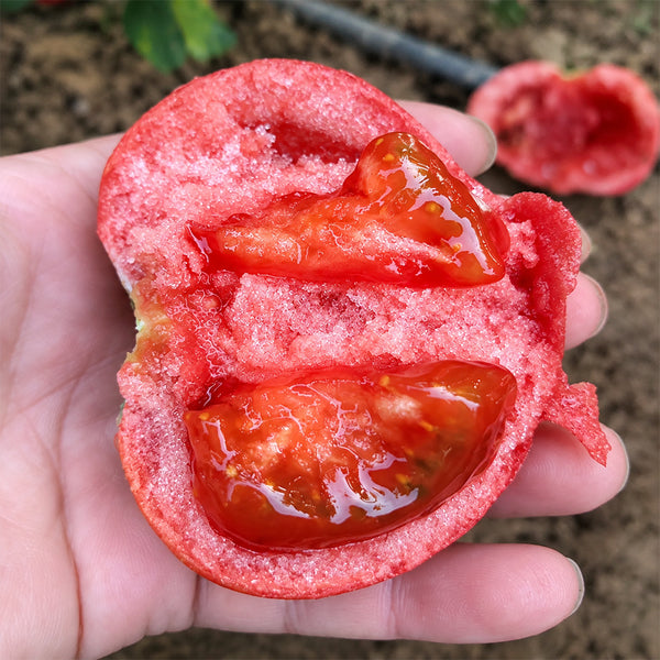 U2610 Pink Beauty Tomato, 20 Seeds