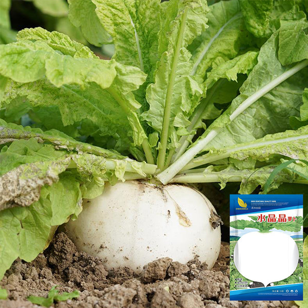 Crystal-clear White Radish Seeds, 10g