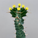 Euphorbia virosa, 7-8cm