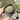 Euphorbia obesa 'Baseball' Live Succulent, 2-3cm