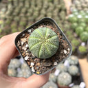 Euphorbia obesa 'Baseball' Live Succulent, 2-3cm