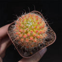 Mammillaria jaliscana f. variegata 'Hongnawan', 3-4cm